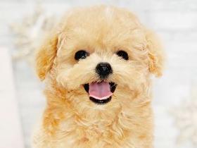 ペッツファーストグループ　NICOPET八王子多摩美大前動物病院