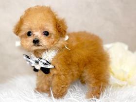 ペッツファーストグループ　NICOPET豊洲動物病院