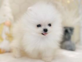 ペッツファーストグループ　NICOPET八王子多摩美大前動物病院