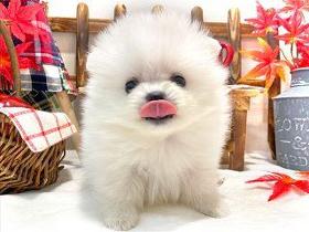 ペッツファーストグループ　NICOPET春日部動物病院