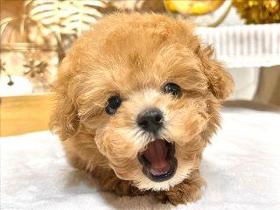 ペッツファーストグループ　NICOPET久喜菖蒲総合病院