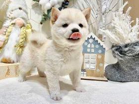 ペッツファーストグループ　NICOPET美原南動物病院