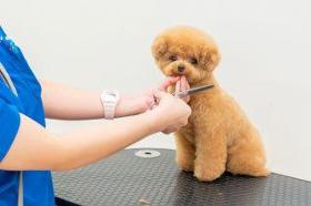 ペッツファーストトリミング　吹田千里丘店